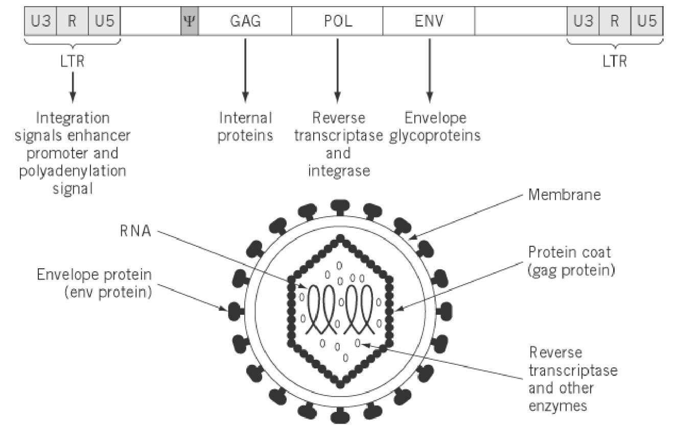 retrovirus genome